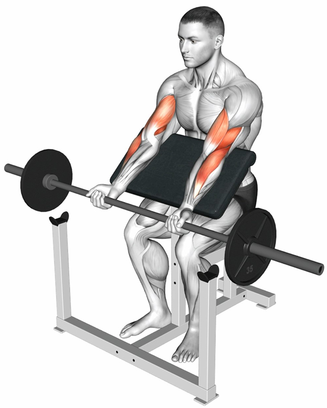 Flexion des bras au banc Larry Scott pour le travail des biceps - Début