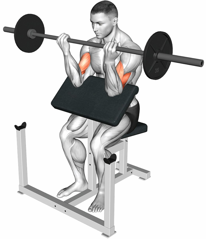 Flexion des bras au banc Larry Scott pour le travail des biceps - Fin