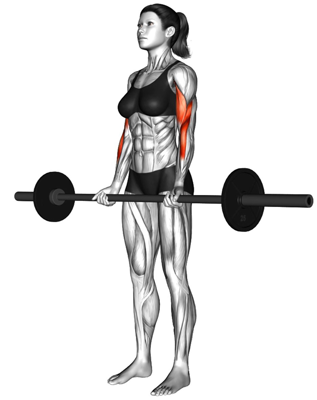 Curls avec grande barre - Début