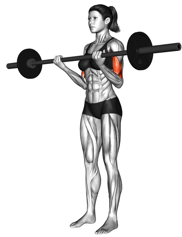 Curls avec grande barre - Fin