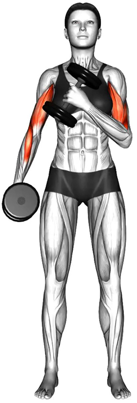 Flexion des bras alternée avec prise marteau des haltères – Travail des biceps et des avant-bras - Fin