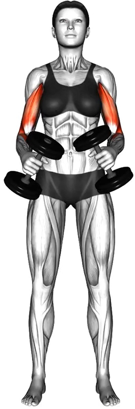Flexion des bras alternée avec prise marteau des haltères – Travail des biceps et des avant-bras - Début