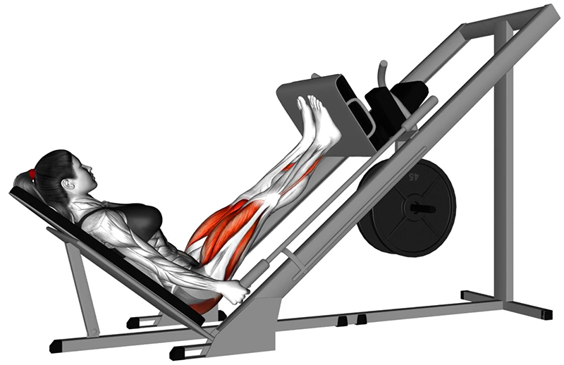 Flexion des cuisses à la presse à cuisses 45° : travail des muscles des cuisses - Début