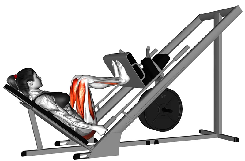 Flexion des cuisses à la presse à cuisses 45° : travail des muscles des cuisses - Fin