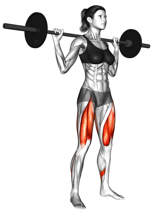 Le squat avec grande barre, également appelé squat barre libre - Début