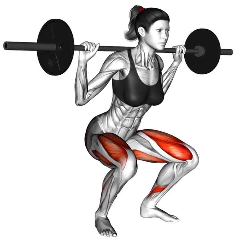 Le squat avec grande barre, également appelé squat barre libre - Fin