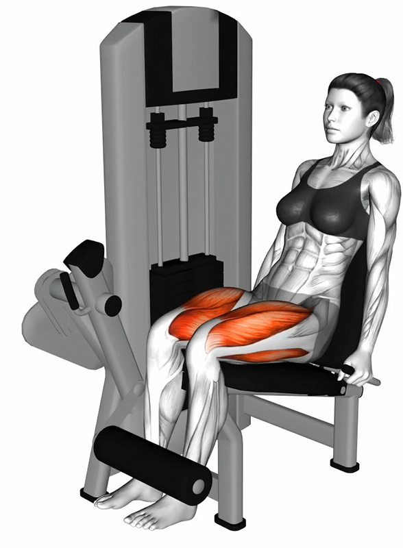 Leg Extension à la Machine - Début