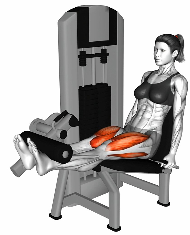 Leg Extension à la Machine - Fin