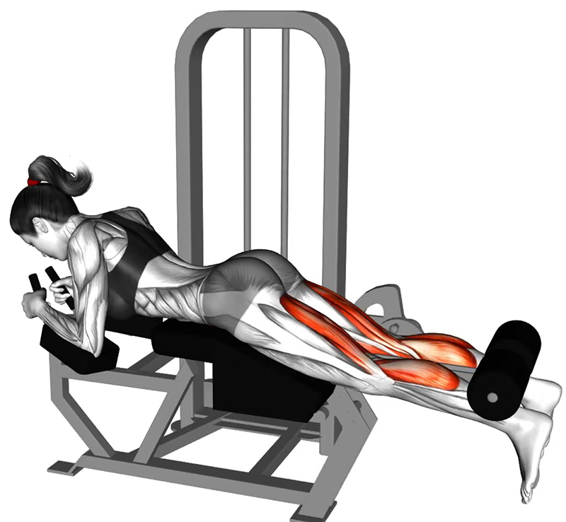 Flexion des cuisses à la leg curling machine : un exercice ciblé pour les ischio-jambiers - Début