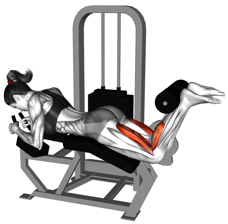 Flexion des cuisses à la leg curling machine : un exercice ciblé pour les ischio-jambiers - Fin