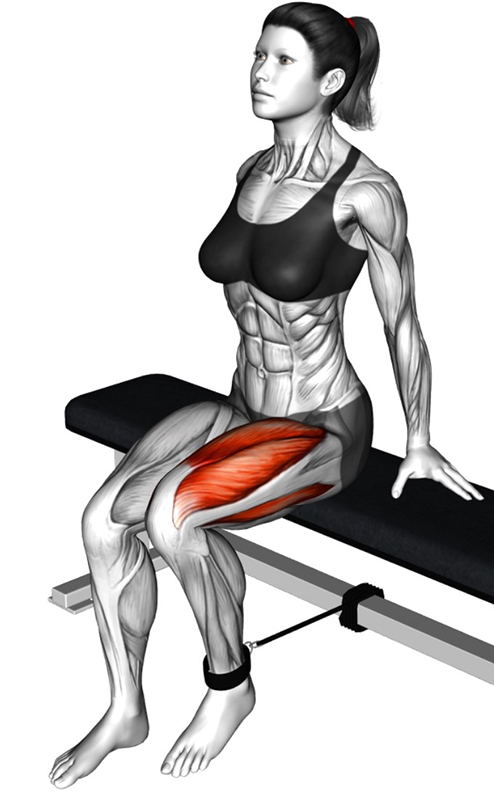 Extension de la cuisse avec élastique : un exercice ciblé pour les quadriceps - Début