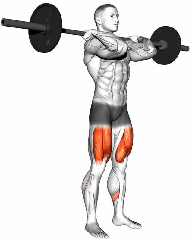 Flexion des cuisses (squat avant) avec la barre sur l’avant des épaules : travail des cuisses - Début