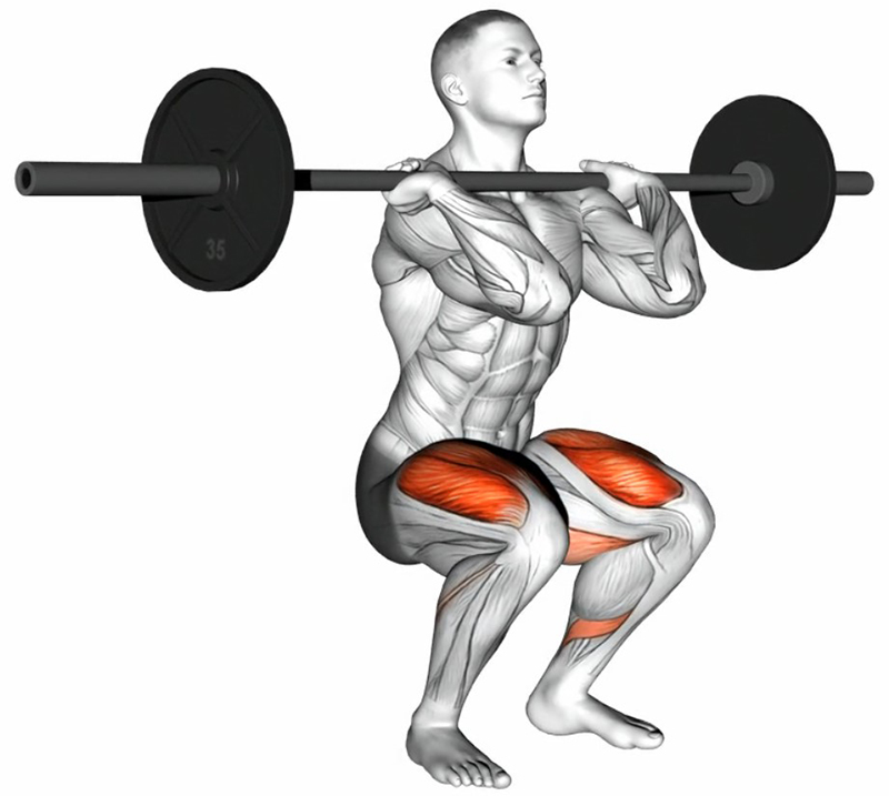 Flexion des cuisses (squat avant) avec la barre sur l’avant des épaules : travail des cuisses - Fin