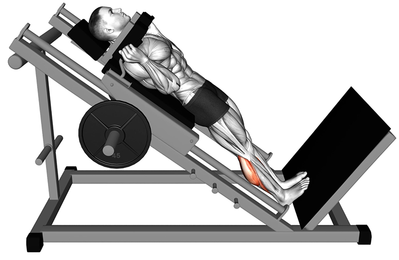 Extension des jambes sur la machine Hack Squat : travail des muscles des mollets - Debut