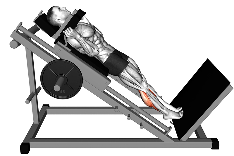 Extension des jambes sur la machine Hack Squat : travail des muscles des mollets - Fin