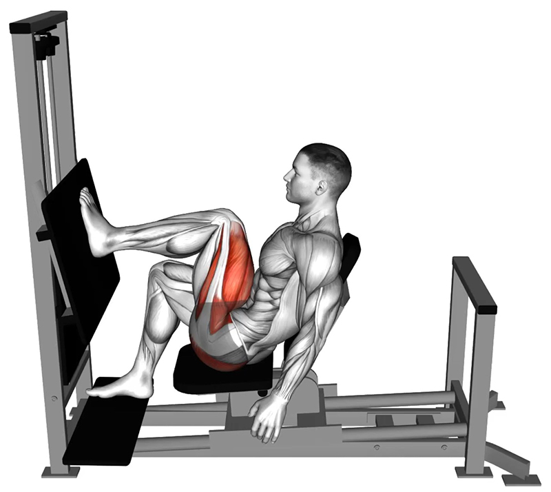 Flexion des cuisses alternée sur presse horizontale - Début