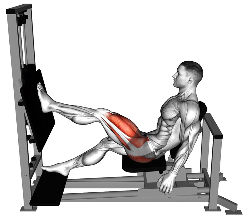 Flexion des cuisses alternée sur presse horizontale - Fin