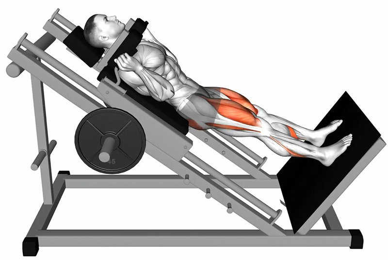Flexion des cuisses sur la machine Hack Squat - Début