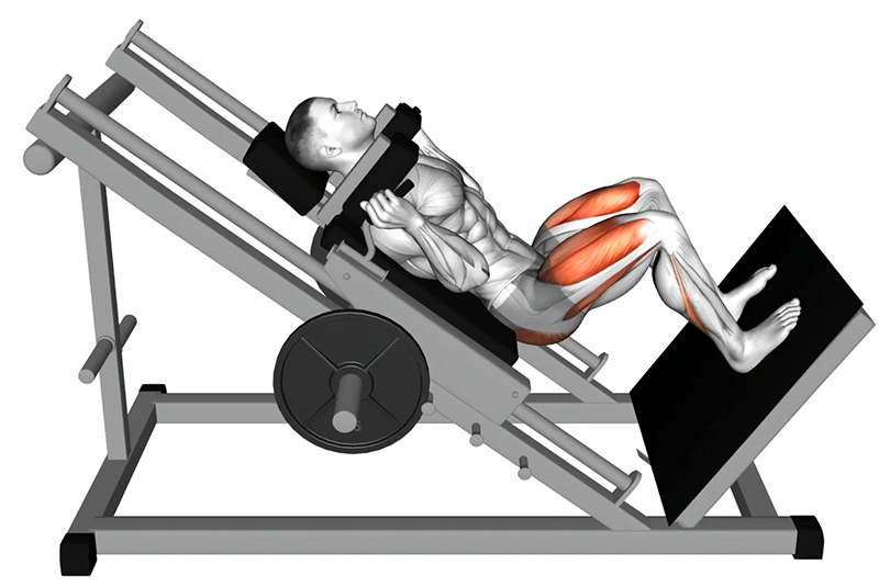 Flexion des cuisses sur la machine Hack Squat - Fin