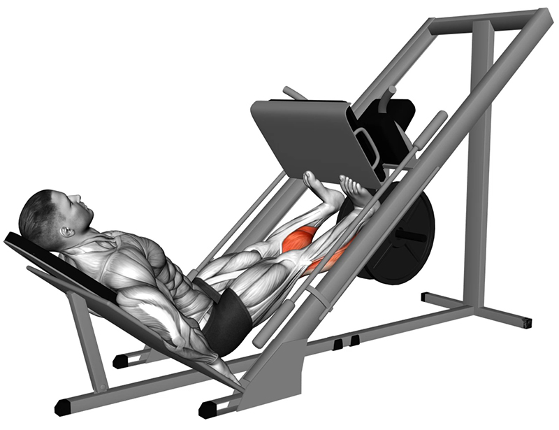 Extension des jambes sur presse à cuisses – Travail des mollets - Début