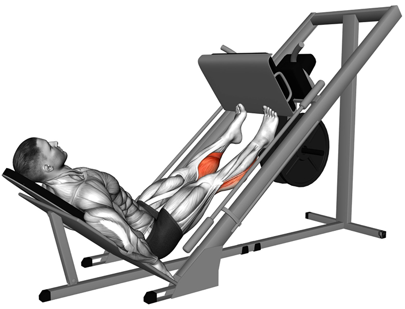 Extension des jambes sur presse à cuisses – Travail des mollets - Fin