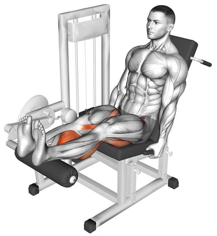 Flexion des cuisses sur machine – Leg Curl Assis : Travail des muscles ischio-jambiers - Fin