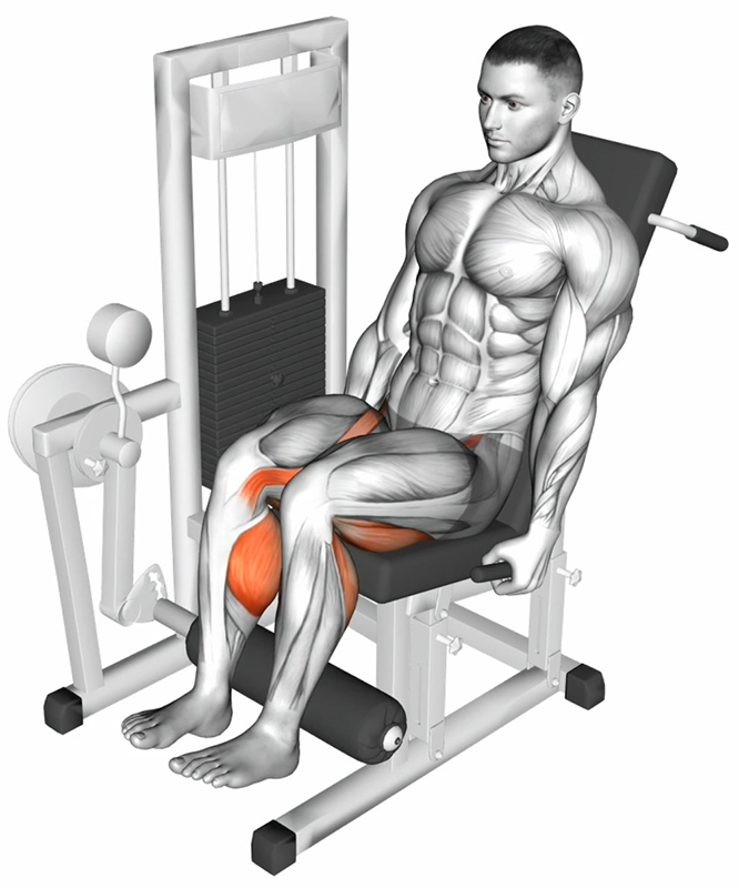 Flexion des cuisses sur machine – Leg Curl Assis : Travail des muscles ischio-jambiers - Début