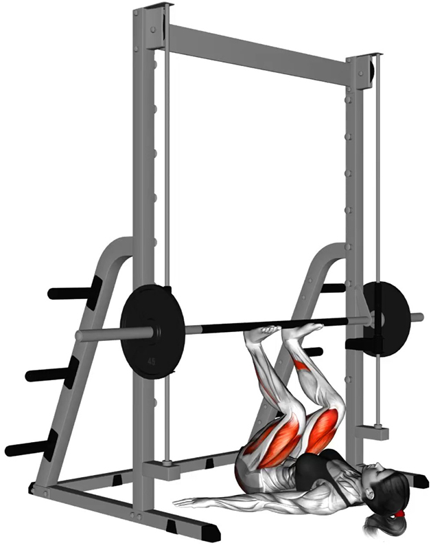Flexion des cuisses à la Smith Machine – Travail des cuisses - Fin