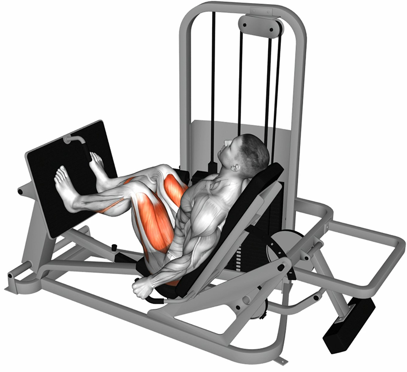 Flexion des cuisses à la presse à cuisses horizontale – Travail des cuisses - Fin