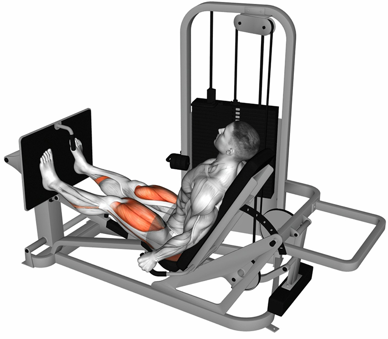 Flexion des cuisses à la presse à cuisses horizontale – Travail des cuisses - Début