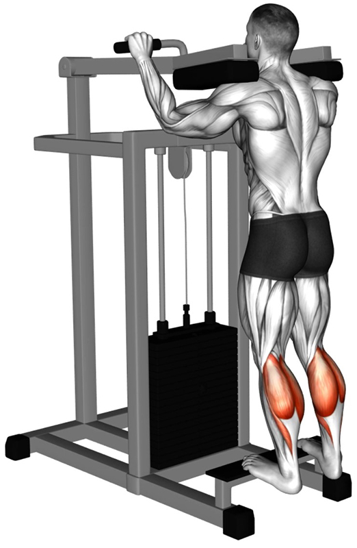 Extension des jambes sur presse à mollets : isolation et renforcement des triceps suraux - Début