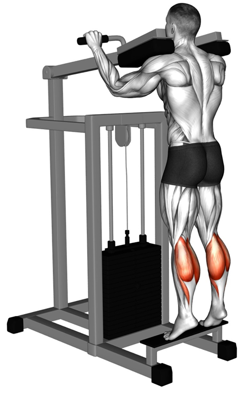 Extension des jambes sur presse à mollets : isolation et renforcement des triceps suraux - Fin