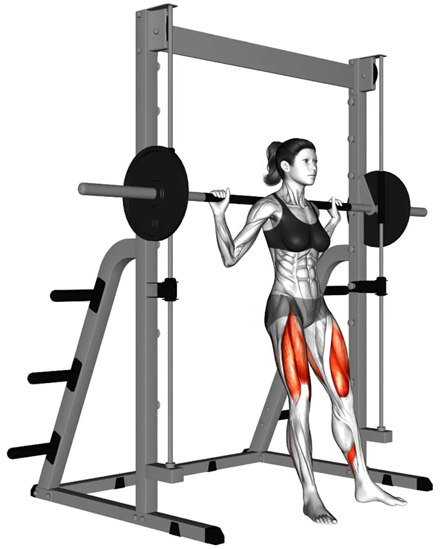 Flexion des cuisses à la Smith Machine – Travail des quadriceps - Début