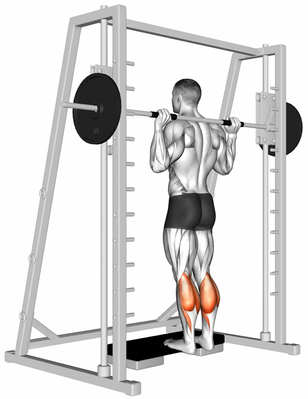 Extension des jambes sur Smith Machine – Travail des mollets - Début
