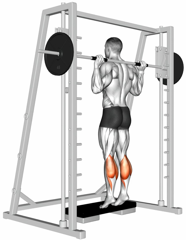Extension des jambes sur Smith Machine – Travail des mollets - Fin
