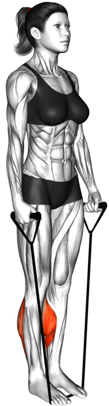 Extension des jambes en position debout avec élastique – Travail des mollets - Début