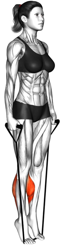 Extension des jambes en position debout avec élastique – Travail des mollets - Fin