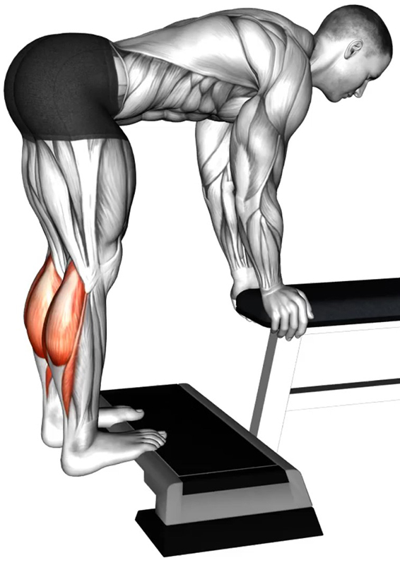 Extension des jambes sur step : un exercice fondamental pour le renforcement des mollets - Début