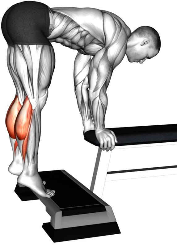 Extension des jambes sur step : un exercice fondamental pour le renforcement des mollets - Fin