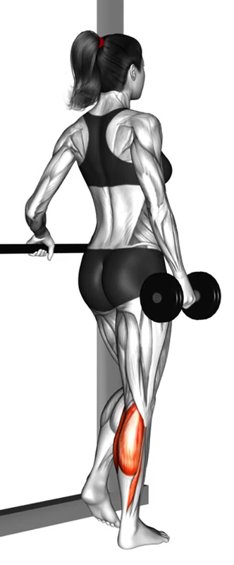 Extension unilatérale des jambes avec haltère – Travail des mollets - Début