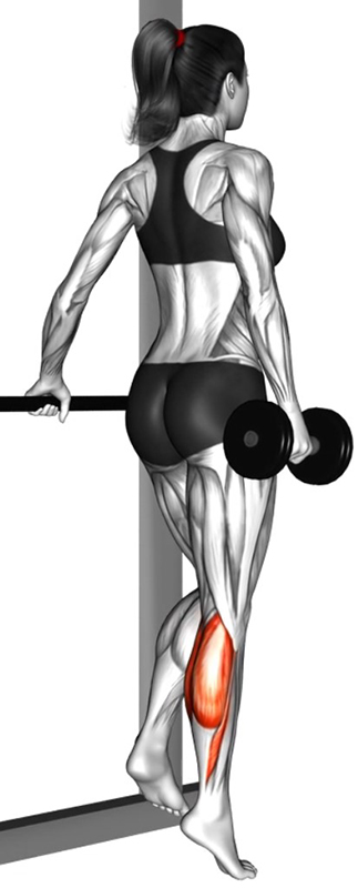 Extension unilatérale des jambes avec haltère – Travail des mollets - Fin