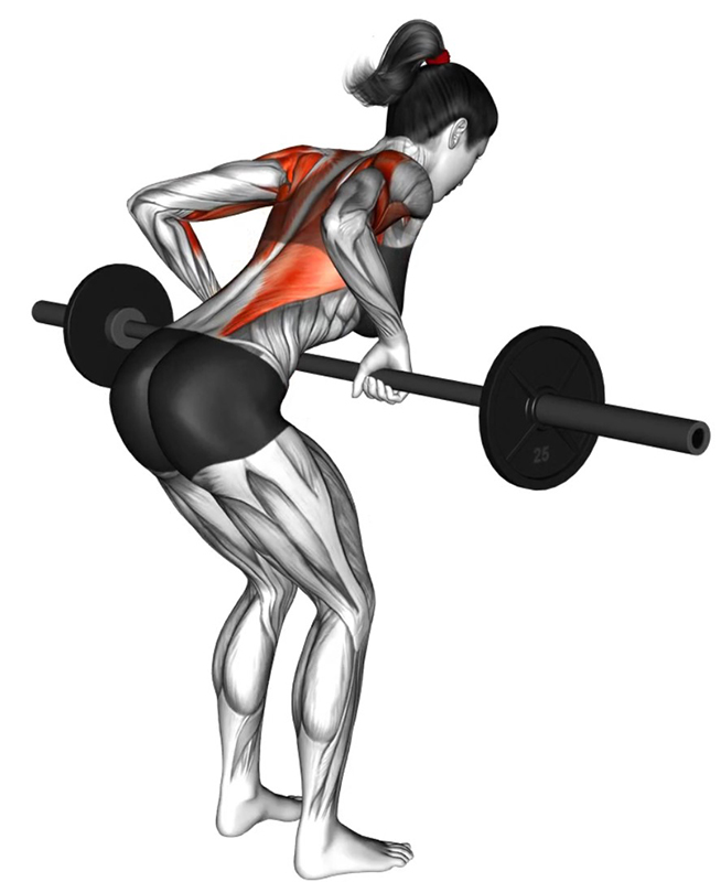 Rowing à la grande barre mains en pronation - Fin