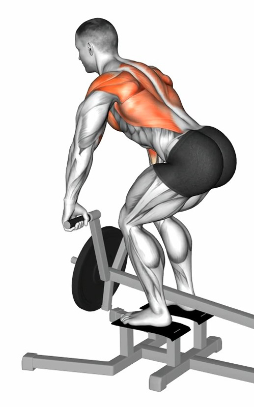 Tirage dos avec T-Bar Row incliné : un exercice fondamental pour le développement dorsal - Début