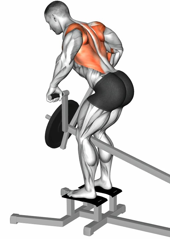 Tirage dos avec T-Bar Row incliné - Fin