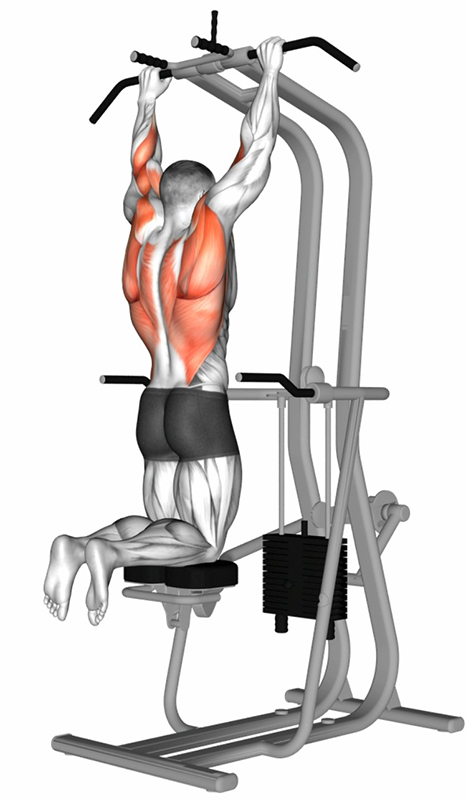 Traction sur machine assistée : travail des muscles du dos - Début