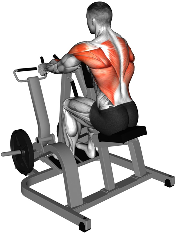 Tirage horizontal sur Row Machine – travail des dorsaux - Début