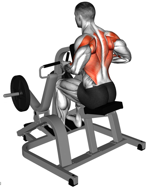 Tirage horizontal sur Row Machine – travail des dorsaux - Fin