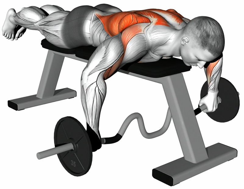 Rowing avec barre EZ couché sur banc plat : travail ciblé des dorsaux - Début