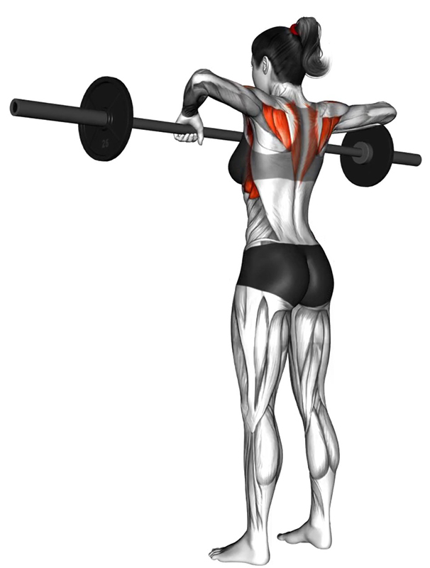Tirage menton avec barre droite – Travail des muscles des épaules - Fin