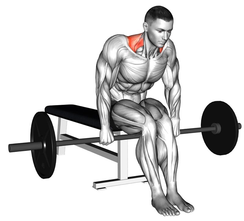 Haussement des épaules sur banc avec barre droite : travail des muscles trapèzes - Fin